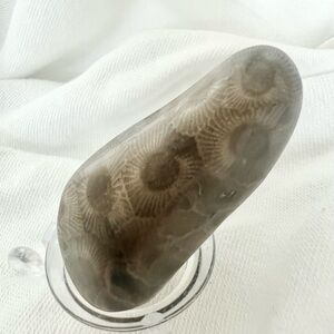 Petoskey Stone- Polished 350 million yr old Fossil